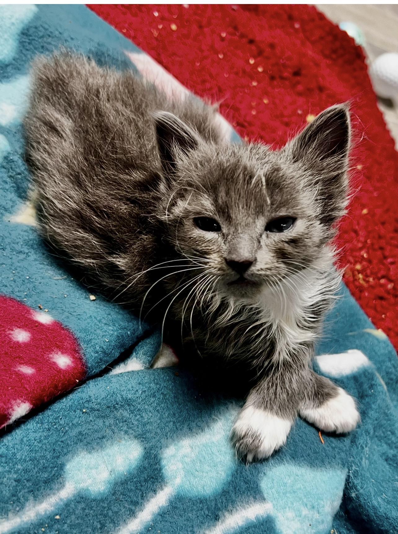Flute, a Adoptable mixed breed in Griswold, CT image 1/6