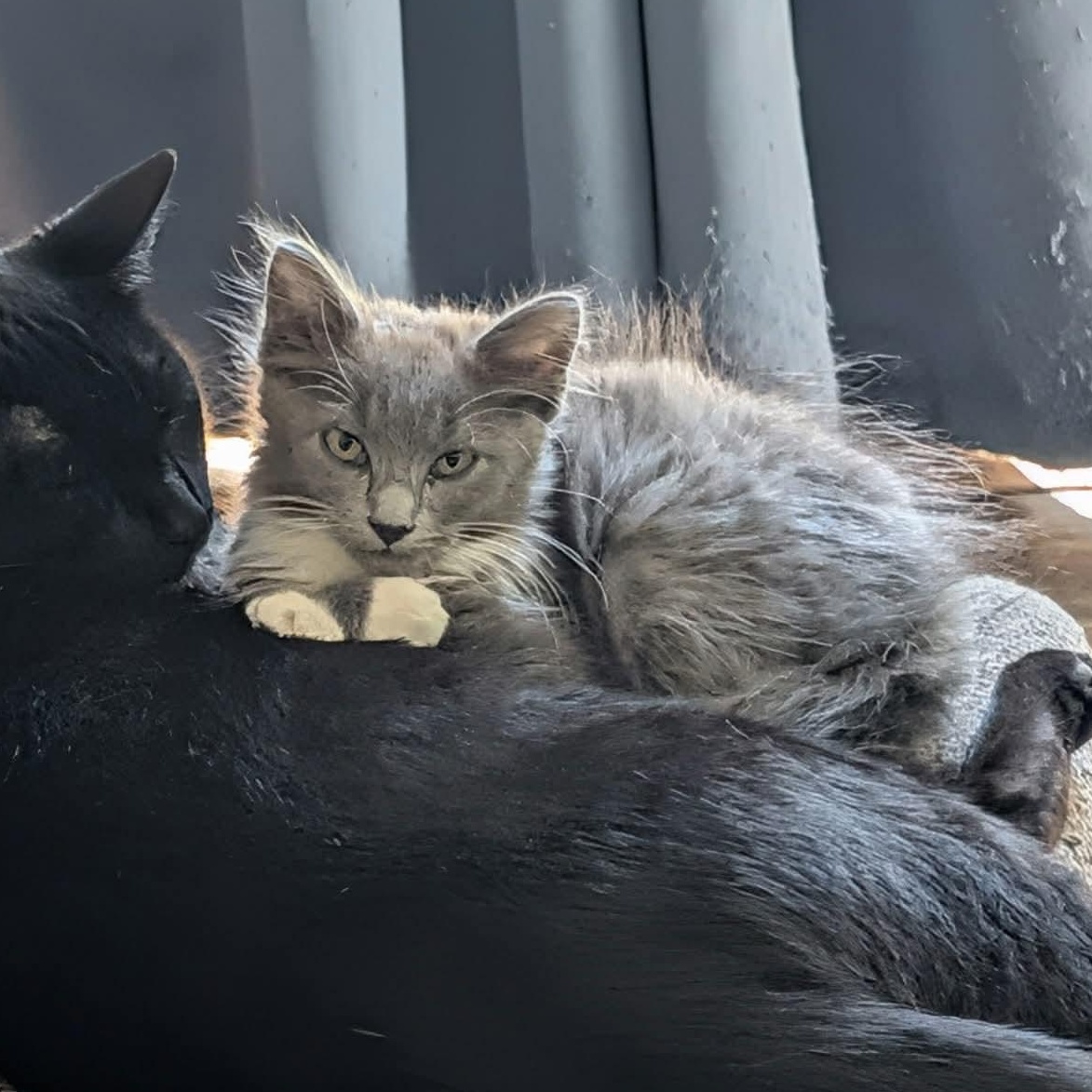 Flute, Adoptable, Kitten Female Domestic Medium Hair.