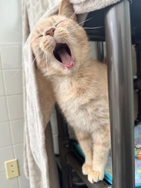 Milo, Adoptable, Adult Male Domestic Short Hair.