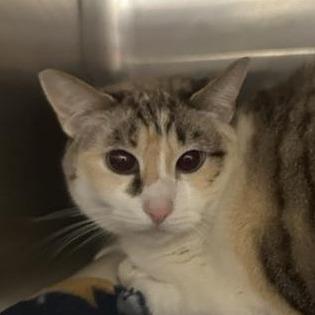 Star, Adoptable, Adult Female Domestic Short Hair.