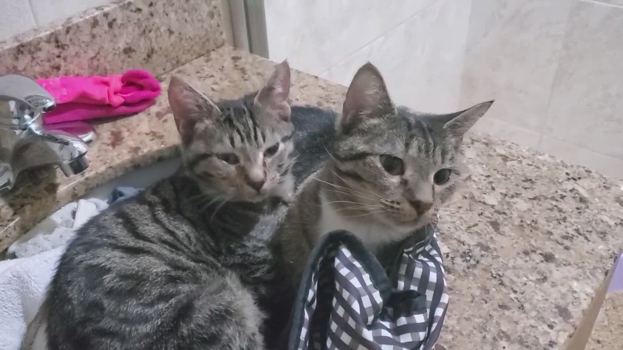 Enlarge Gaza, a Adopted Tabby in New York, NY video 6/11