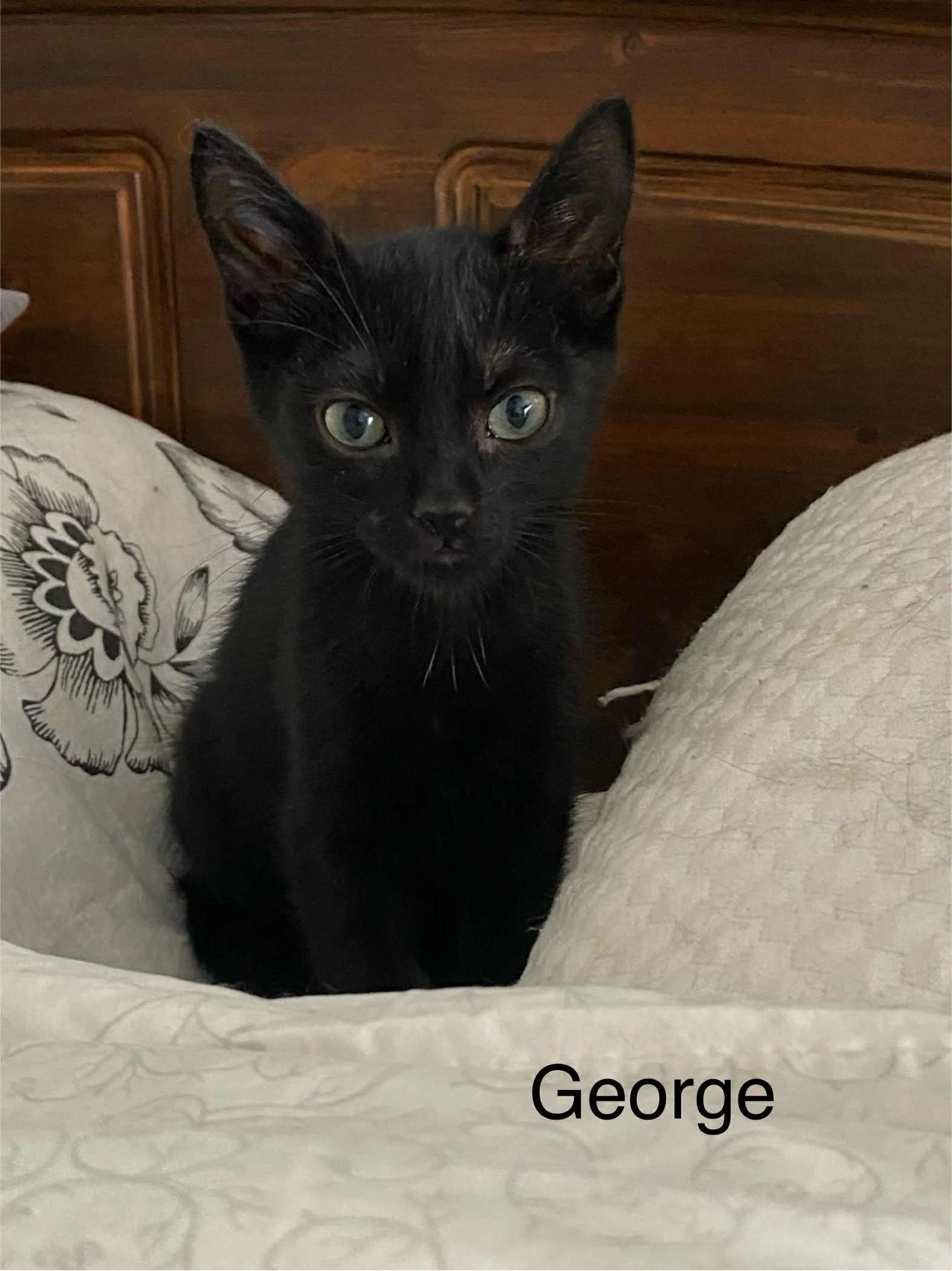 Enlarge George, an adoptable Domestic Short Hair in Abbotsford, BC image 1/1
