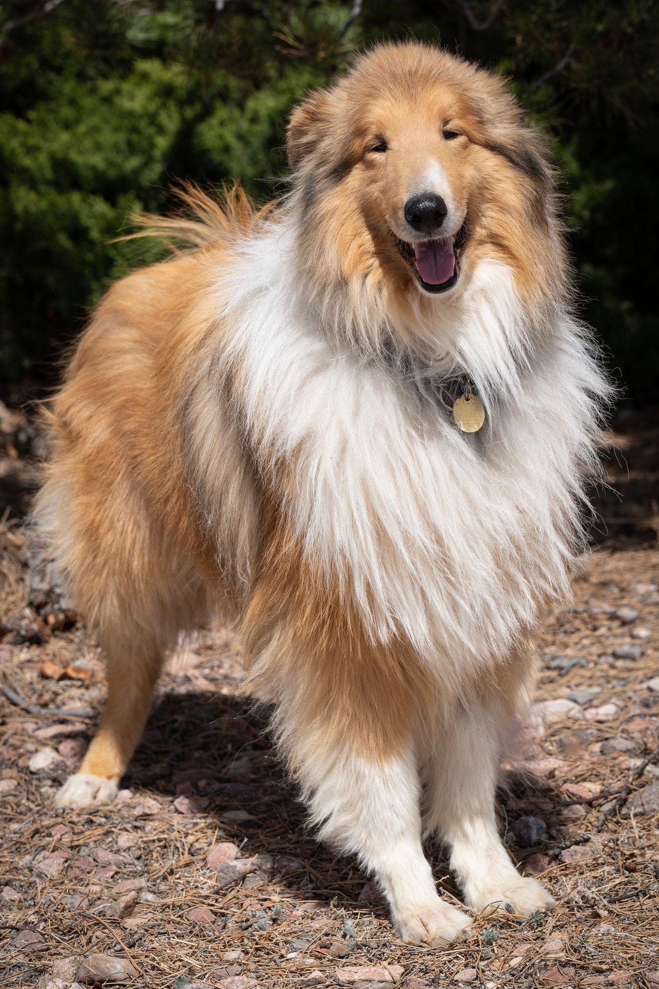 Monaco, a Adoptable Collie in Pueblo West, CO image 1/3