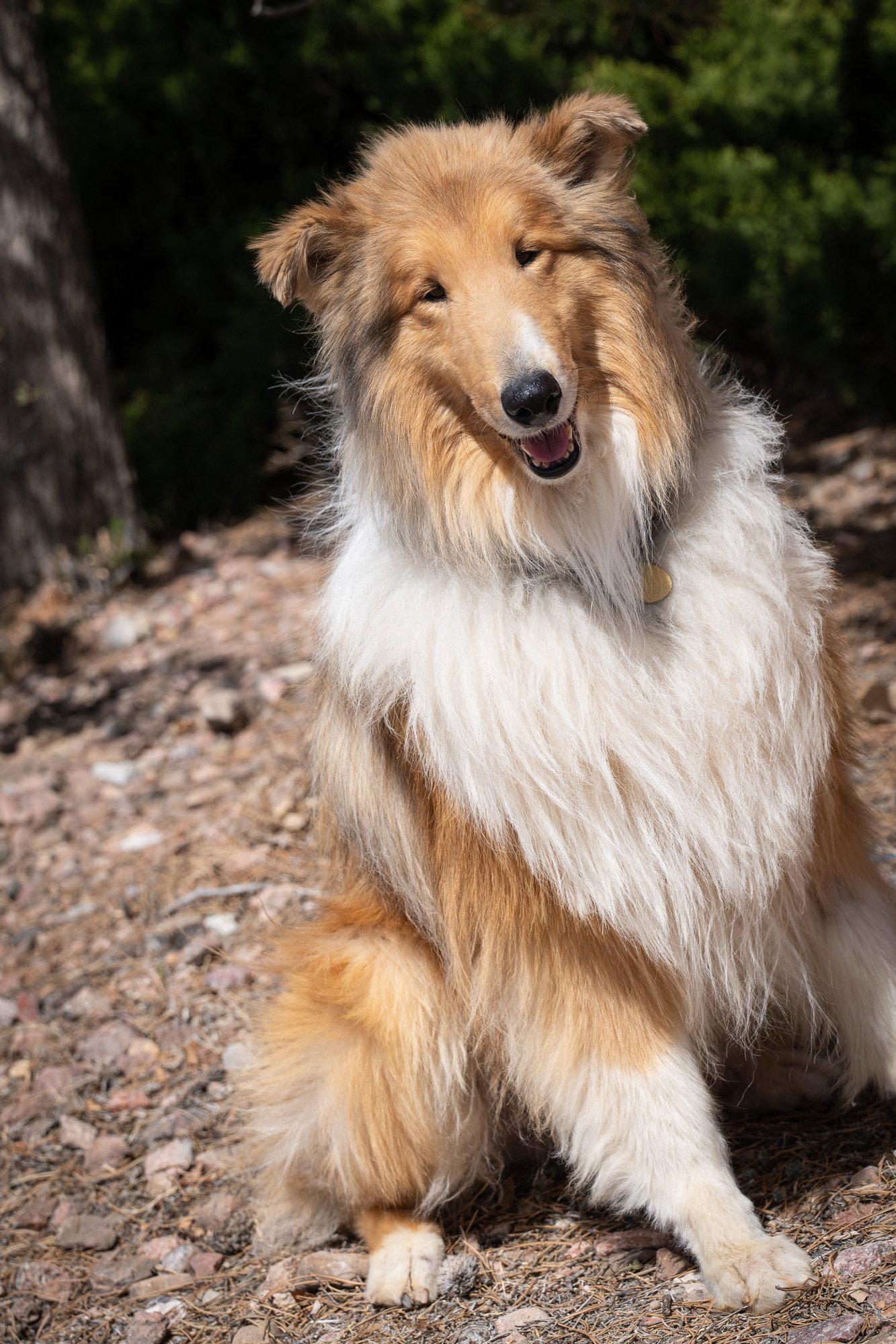 Monaco, a Adoptable Collie in Pueblo West, CO image 2/3