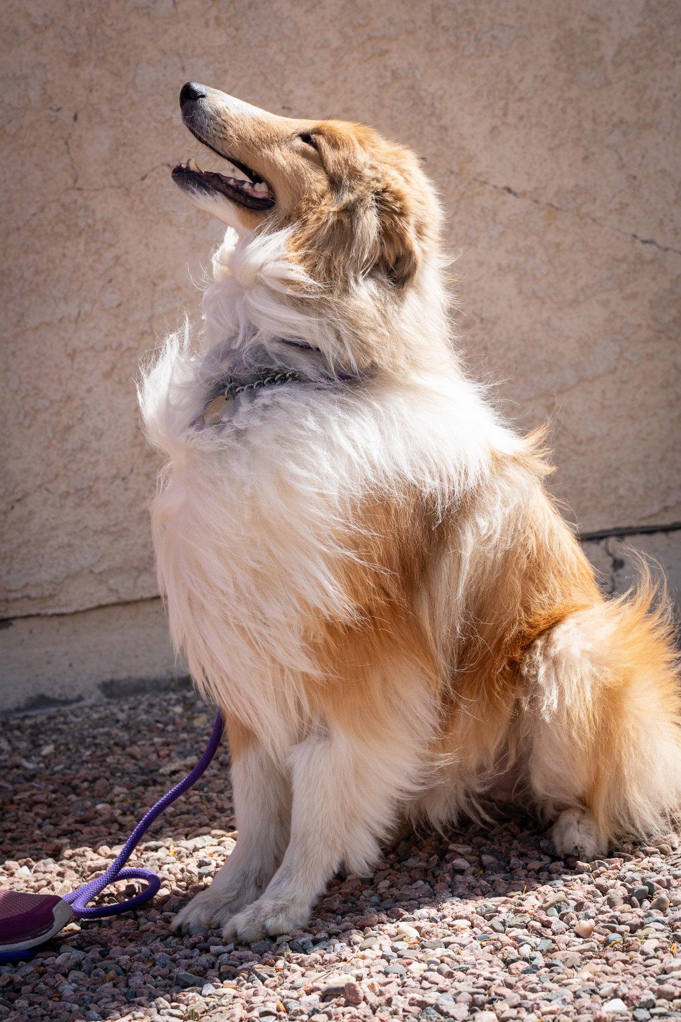 Monaco, a Adoptable Collie in Pueblo West, CO image 3/3