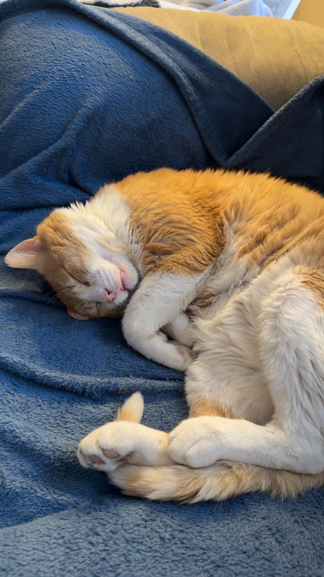 Enlarge OLIVER, a ADOPTABLE Domestic Short Hair in Chicago Ridge, IL image 3/4