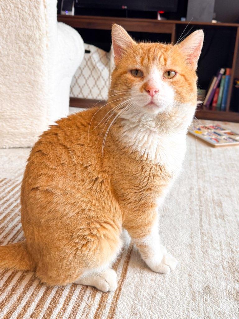 OLIVER, ADOPTABLE, Adult Male Domestic Short Hair.