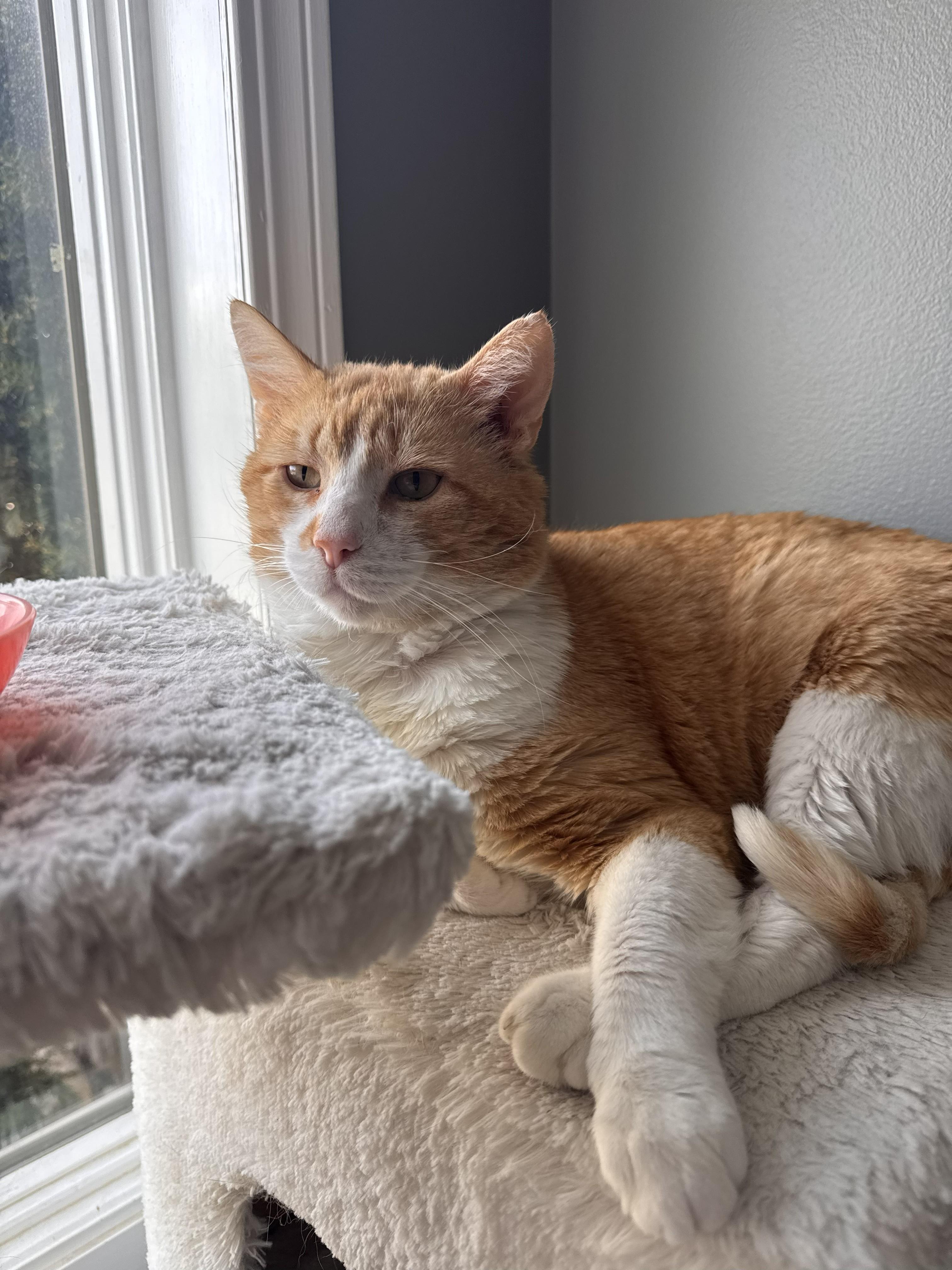 Enlarge OLIVER, a ADOPTABLE Domestic Short Hair in Chicago Ridge, IL image 2/4