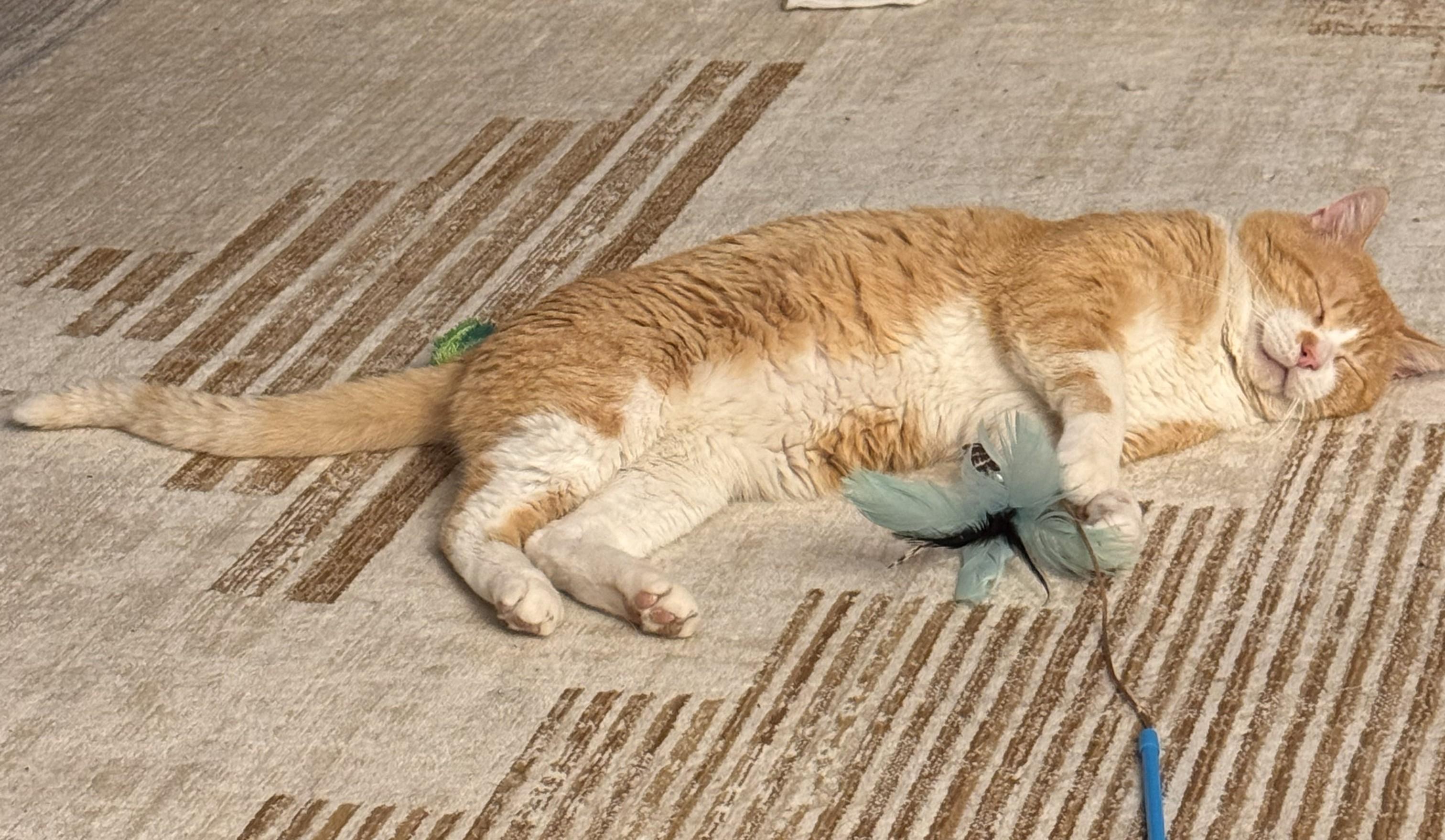 Enlarge OLIVER, a ADOPTABLE Domestic Short Hair in Chicago Ridge, IL image 4/4