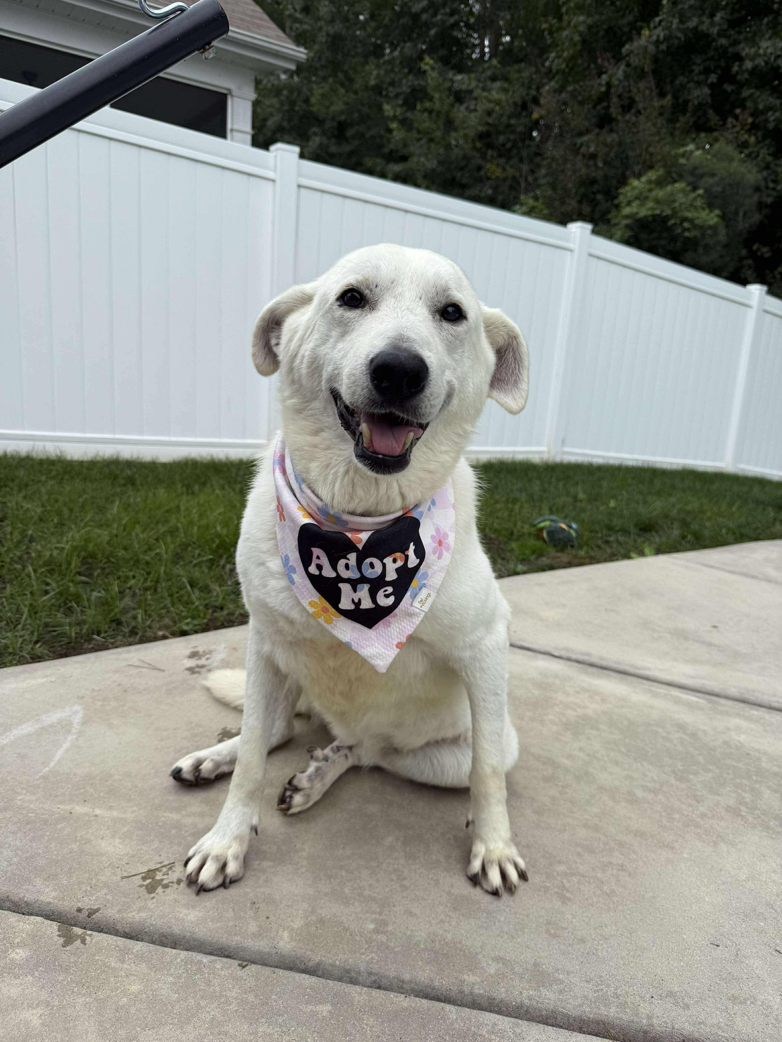 Siren, adoptable, Adult Female Mixed Breed.