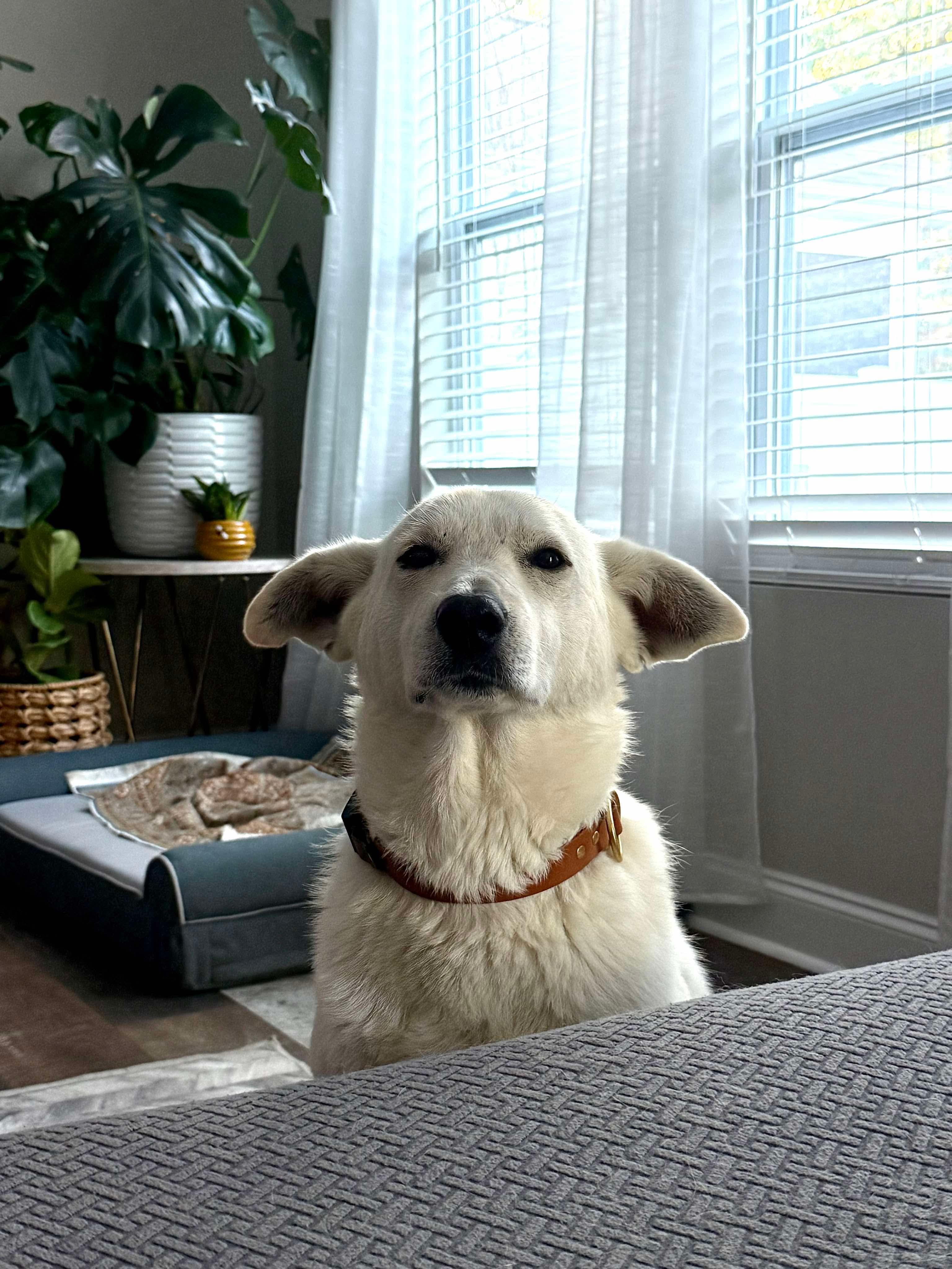 Enlarge Siren, an adoptable mixed breed in Charlotte, NC image 2/4