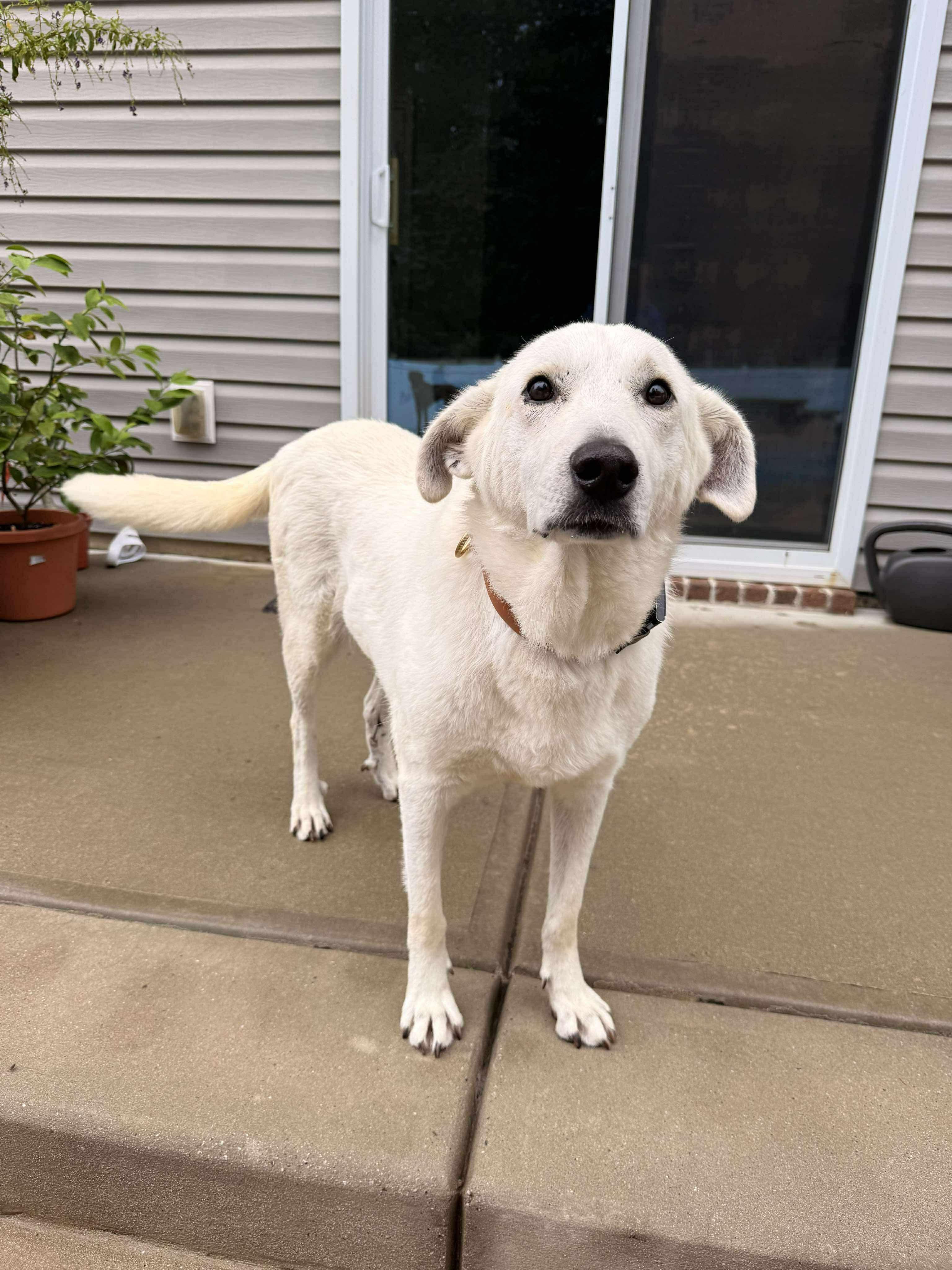 Enlarge Siren, an adoptable mixed breed in Charlotte, NC image 3/4