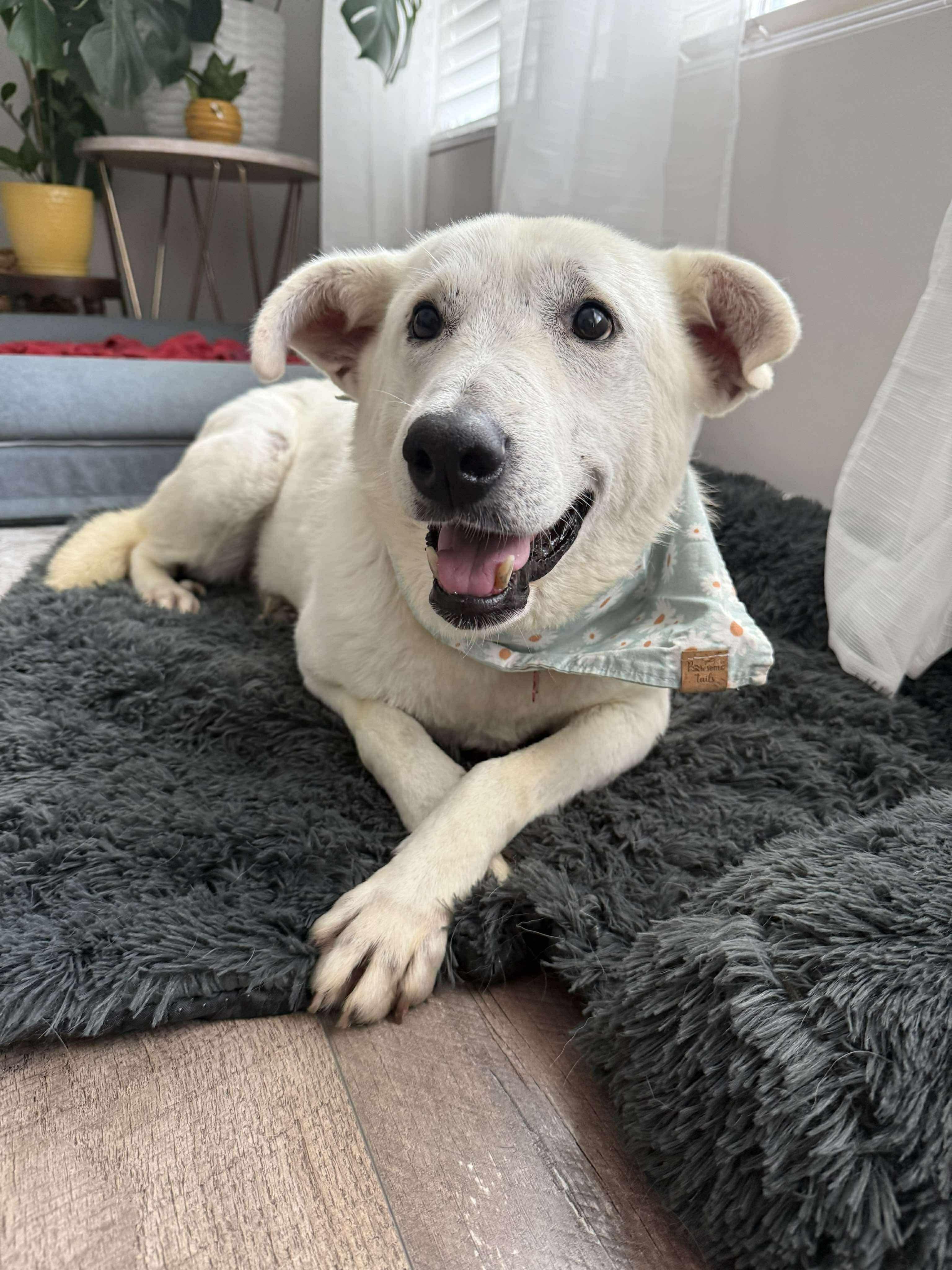 Enlarge Siren, an adoptable mixed breed in Charlotte, NC image 4/4