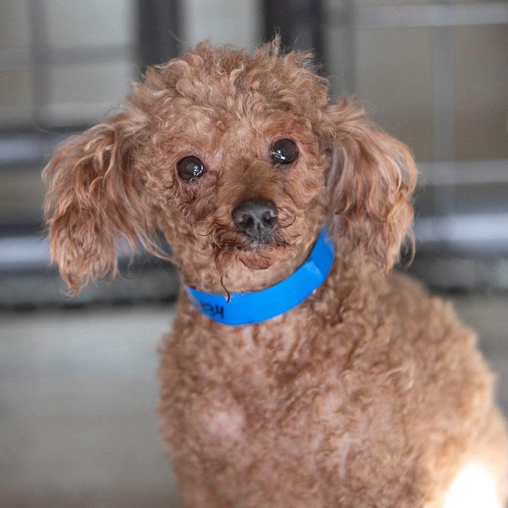 Edward (N25-208), Adoptable, Senior Male Poodle.