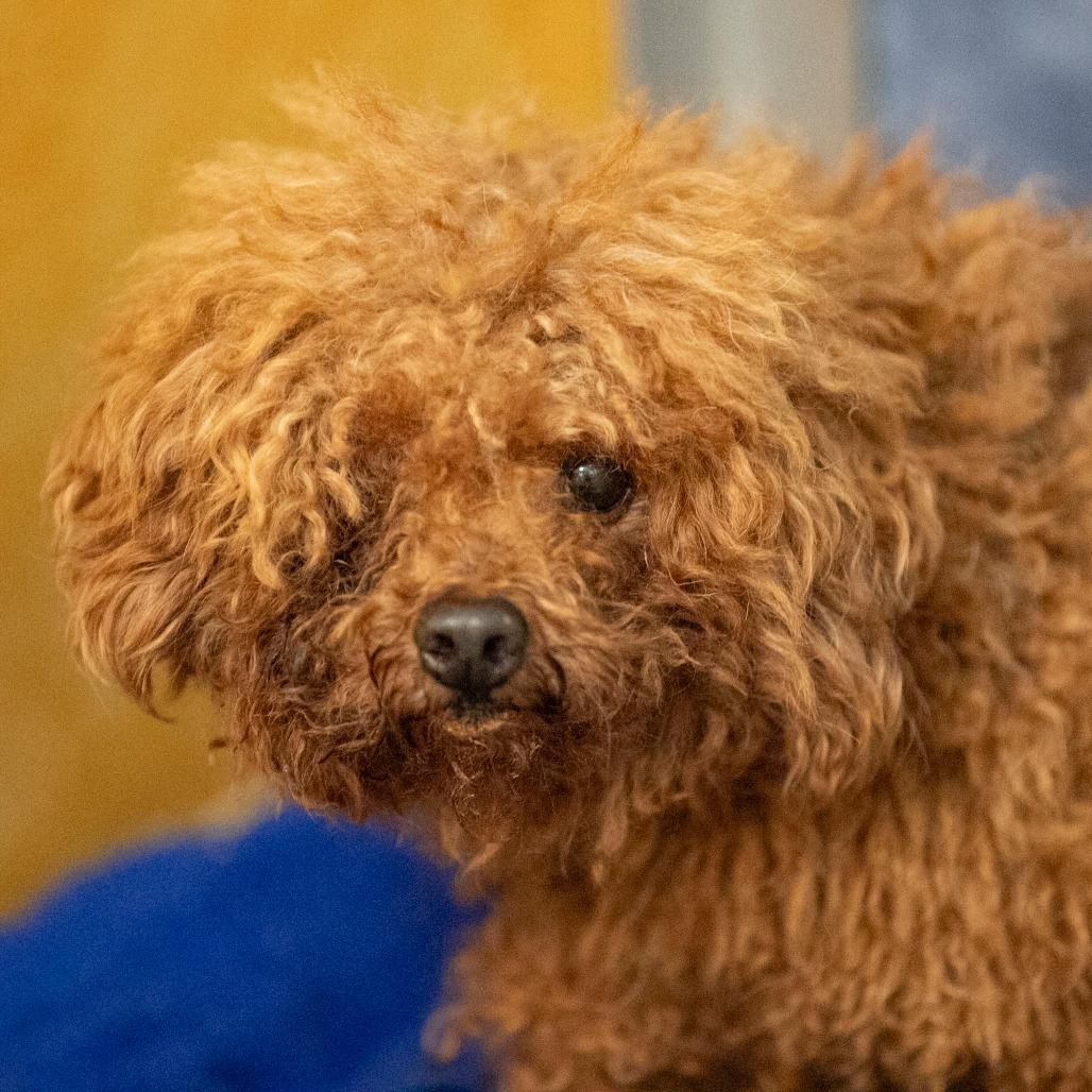Enlarge Edward (N25-208), a Adoptable Poodle in Peyton, CO image 2/5