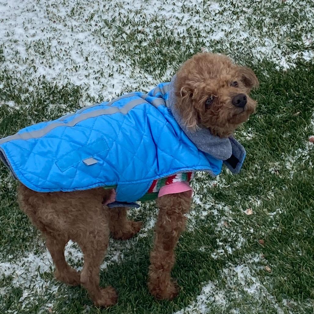Enlarge Edward (N25-208), a Adoptable Poodle in Peyton, CO image 3/5
