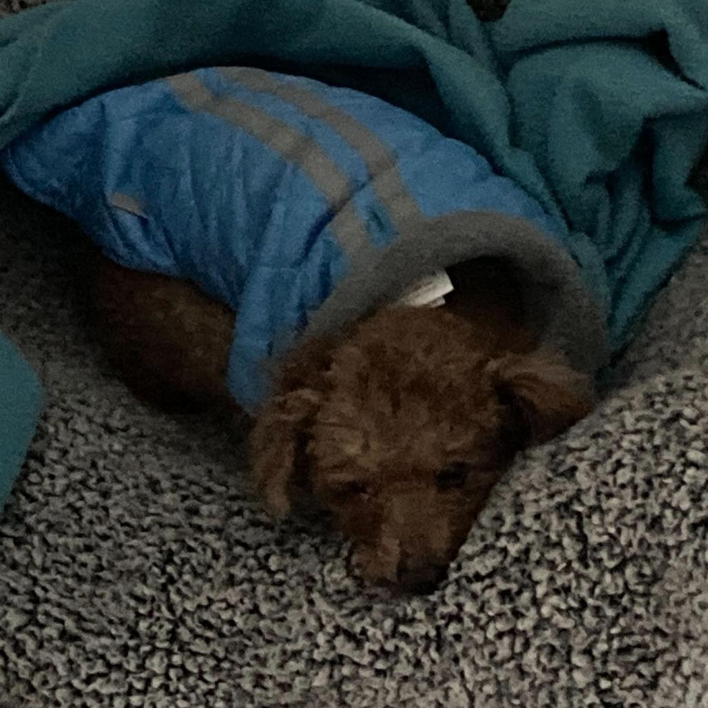 Enlarge Edward (N25-208), a Adoptable Poodle in Peyton, CO image 4/5