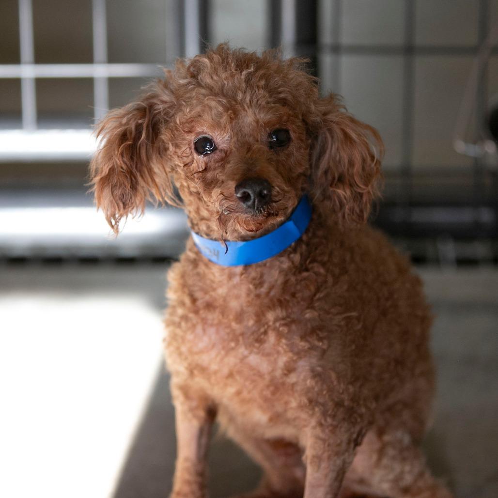 Enlarge Edward (N25-208), a Adoptable Poodle in Peyton, CO image 5/5