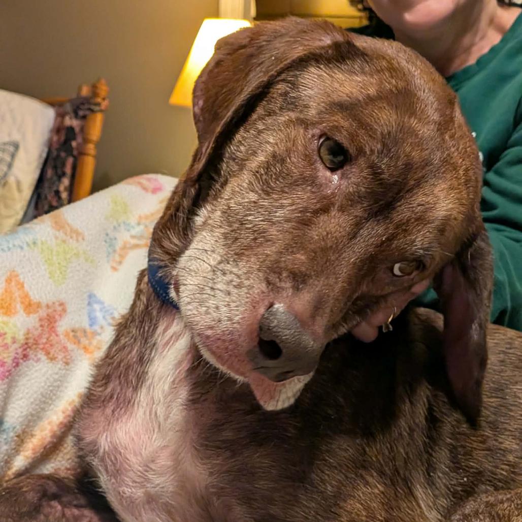 Jax *50% OFF* -In Foster*see my video!!*, Adoptable, Adult Male Coonhound & Mixed Breed.