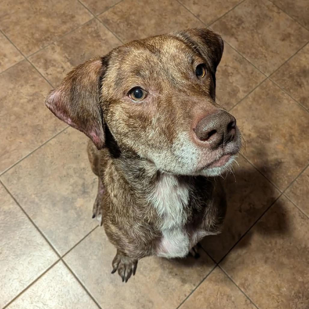 Enlarge Jax *50% OFF* -In Foster*see my video!!*, a Adoptable mixed breed in Springfield, MA image 2/6