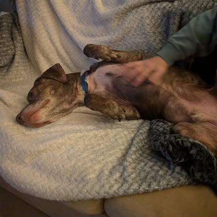 Enlarge Jax *50% OFF* -In Foster*see my video!!*, a Adoptable mixed breed in Springfield, MA image 3/6