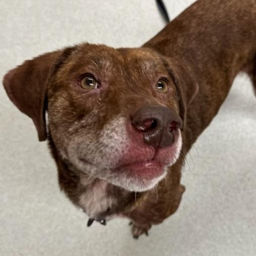 Enlarge Jax *50% OFF* -In Foster*see my video!!*, a Adoptable mixed breed in Springfield, MA image 4/6