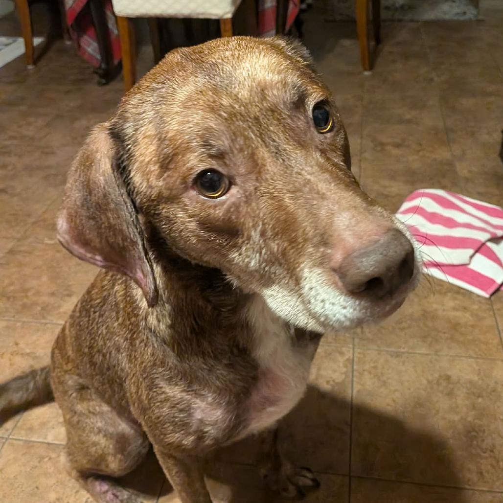 Enlarge Jax *50% OFF* -In Foster*see my video!!*, a Adoptable mixed breed in Springfield, MA image 5/6