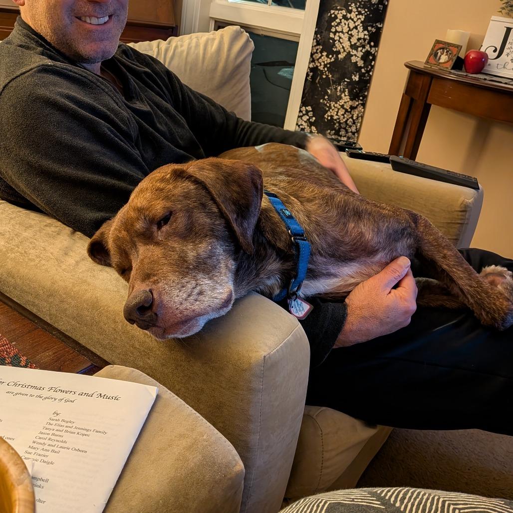 Enlarge Jax *50% OFF* -In Foster*see my video!!*, a Adoptable mixed breed in Springfield, MA image 6/6