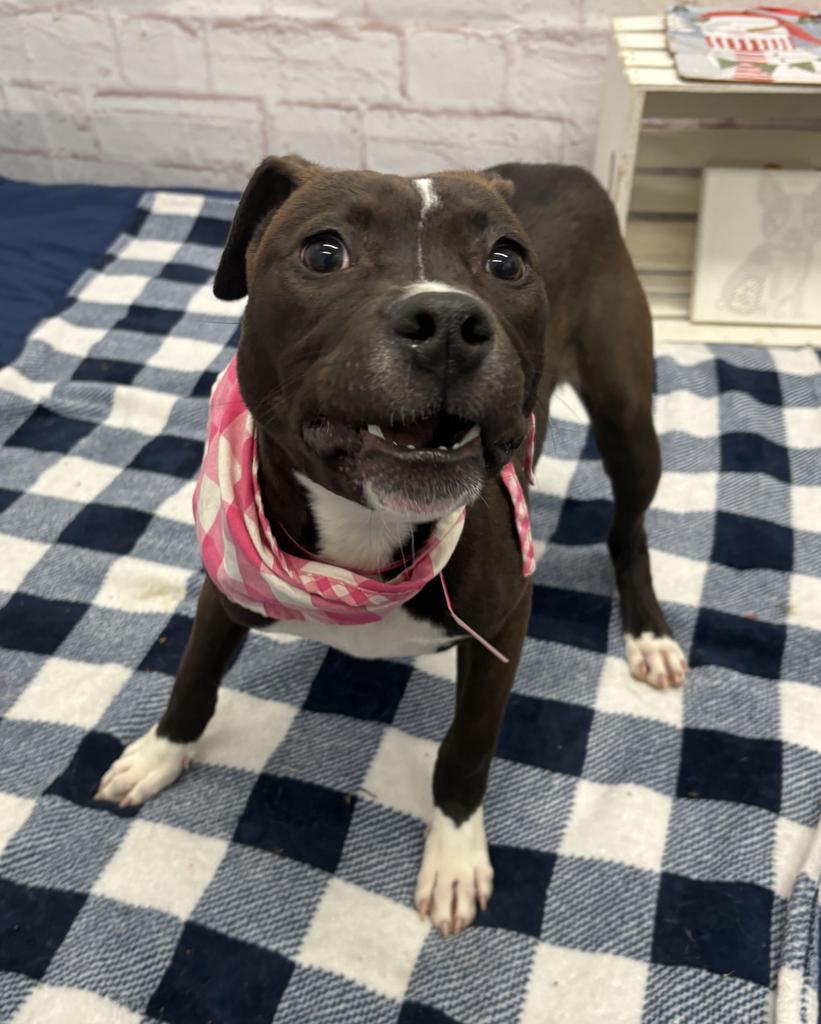 Leather Lida, Adoptable, Young Female Mixed Breed.