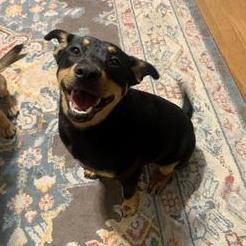 Gracie