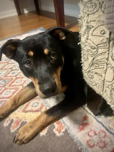 Gracie photo 3