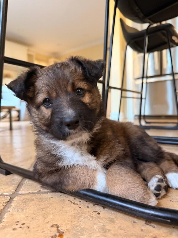 Enlarge Pearl (White), a Adoptable Shepherd in Manhattan Beach, CA image 1/6