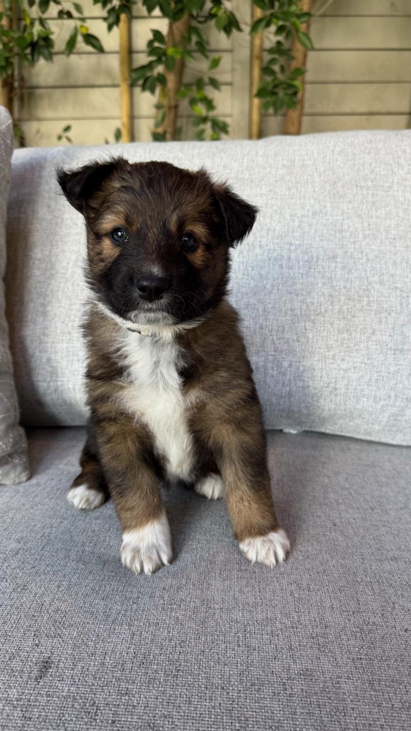 Enlarge Pearl (White), a Adoptable Shepherd in Manhattan Beach, CA image 2/6