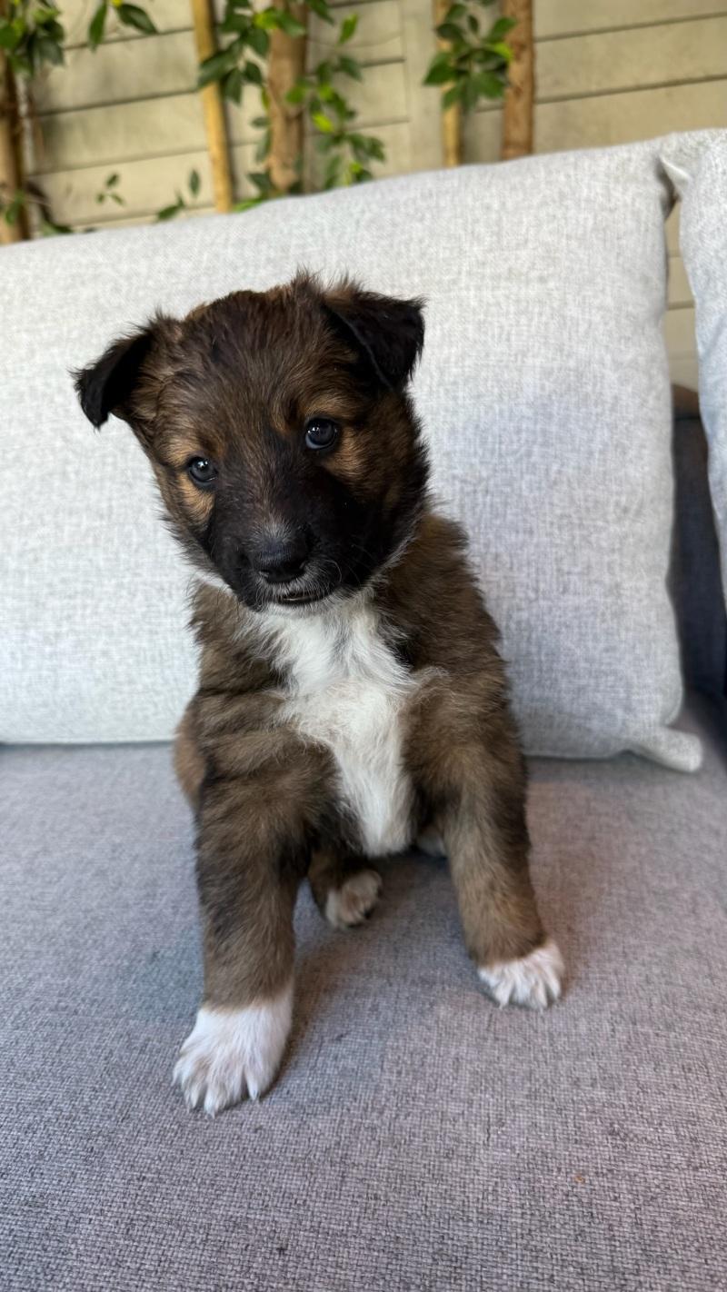 Enlarge Pearl (White), a Adoptable Shepherd in Manhattan Beach, CA image 3/6