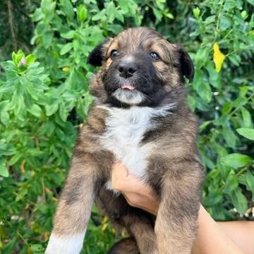 Enlarge Pearl (White), a Adoptable Shepherd in Manhattan Beach, CA image 4/6