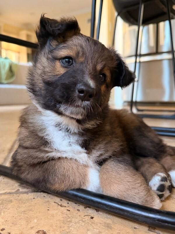Enlarge Pearl (White), a Adoptable Shepherd in Manhattan Beach, CA image 5/6