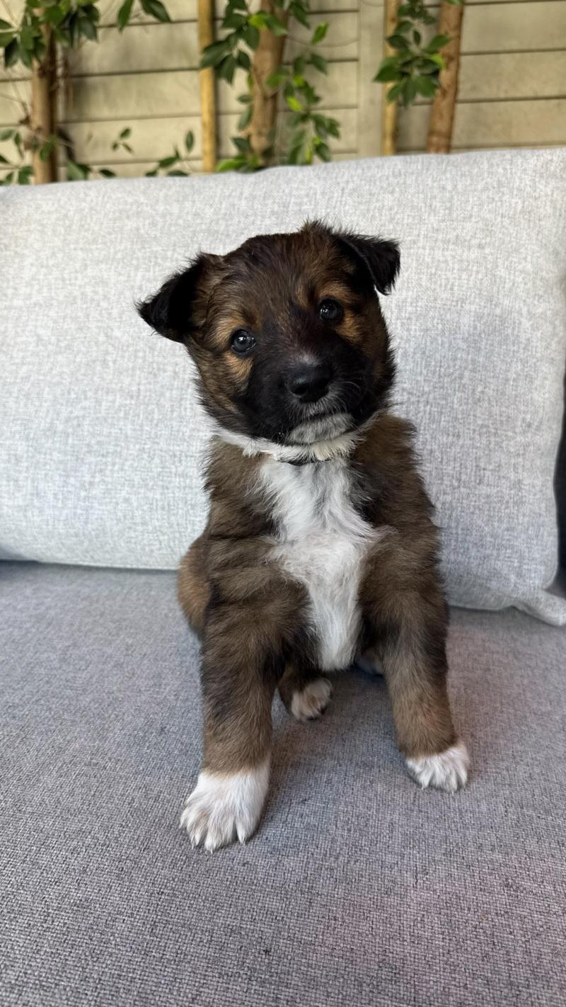 Enlarge Pearl (White), a Adoptable Shepherd in Manhattan Beach, CA image 6/6