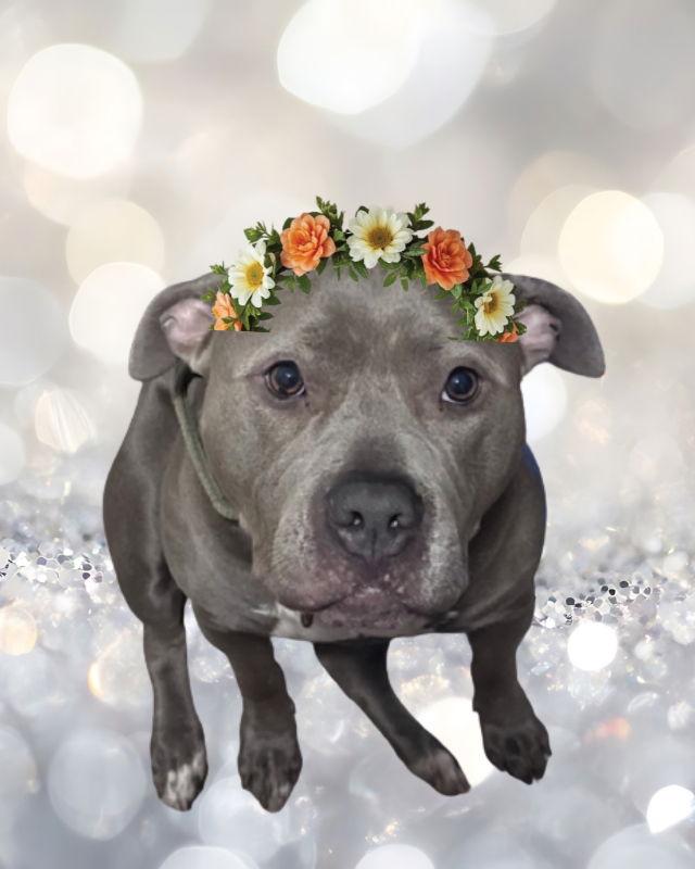 Gracie, Adoptable, Young Female Pit Bull Terrier & Staffordshire Bull Terrier.