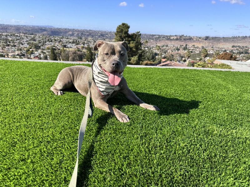 Enlarge Gracie, a Adoptable mixed breed in San Diego, CA image 2/3