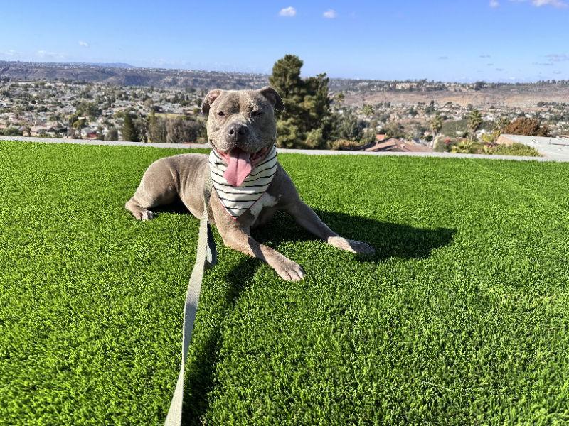 Enlarge Gracie, a Adoptable mixed breed in San Diego, CA image 3/3