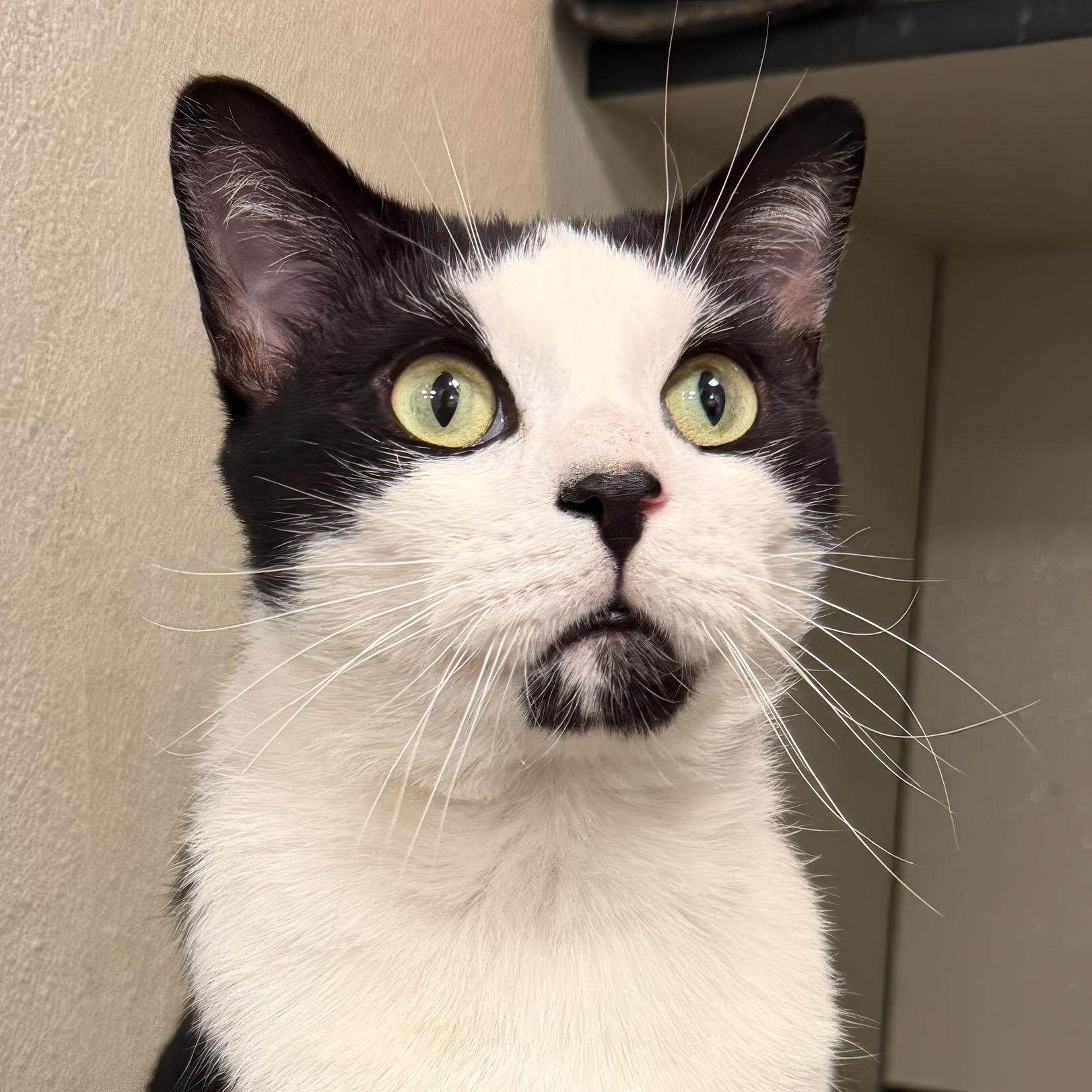 Enlarge Alonso, a ADOPTABLE Domestic Short Hair in Stamford, CT image 3/5