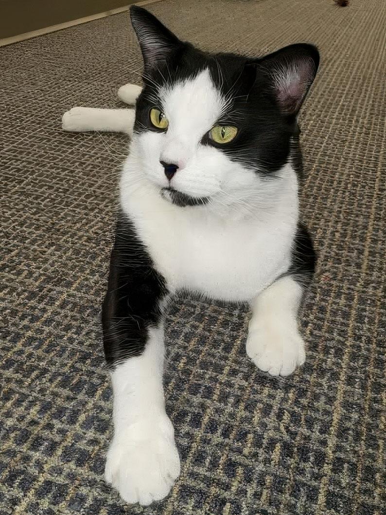 Alonso, ADOPTABLE, Adult Male Domestic Short Hair.