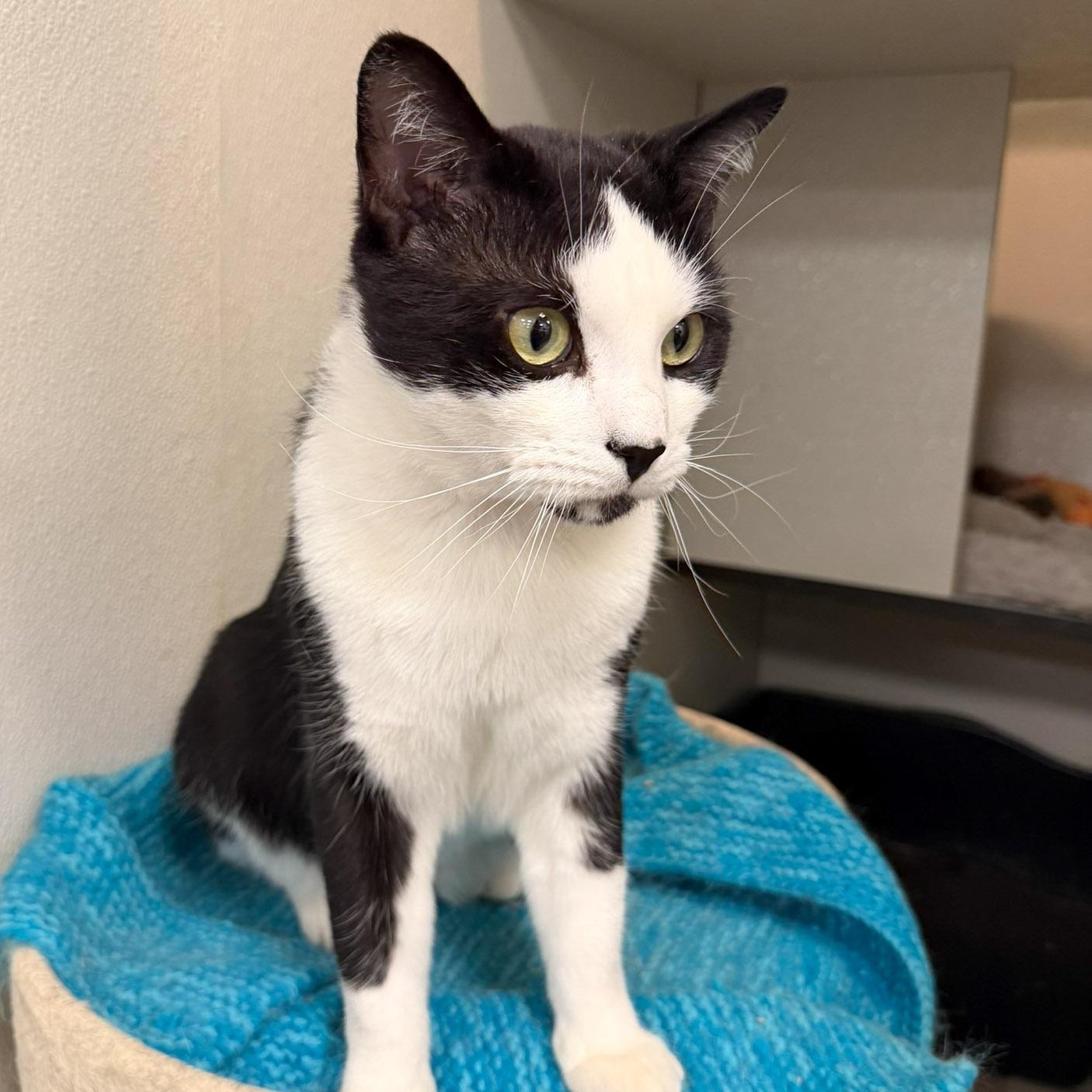 Enlarge Alonso, a ADOPTABLE Domestic Short Hair in Stamford, CT image 4/5