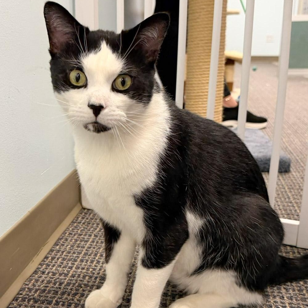 Enlarge Alonso, a ADOPTABLE Domestic Short Hair in Stamford, CT image 2/5