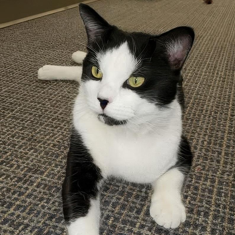 Alonso, ADOPTABLE, Adult Male Domestic Short Hair.