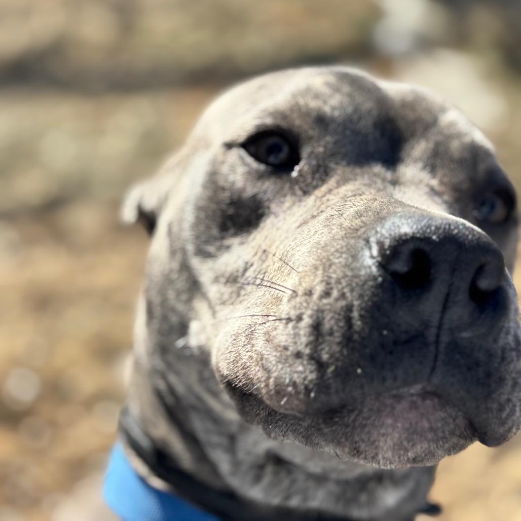 Carter *Foster to Adopt Me!, Adoptable, Adult Male Mixed Breed.