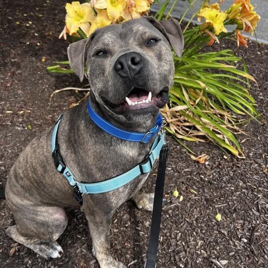 Carter *Foster to Adopt Me!, Adoptable, Adult Male Mixed Breed.