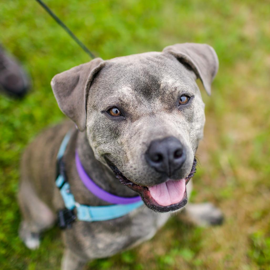 Carter *Foster to Adopt Me!, a Adoptable Mixed Breed in Dover, NH image 2/6