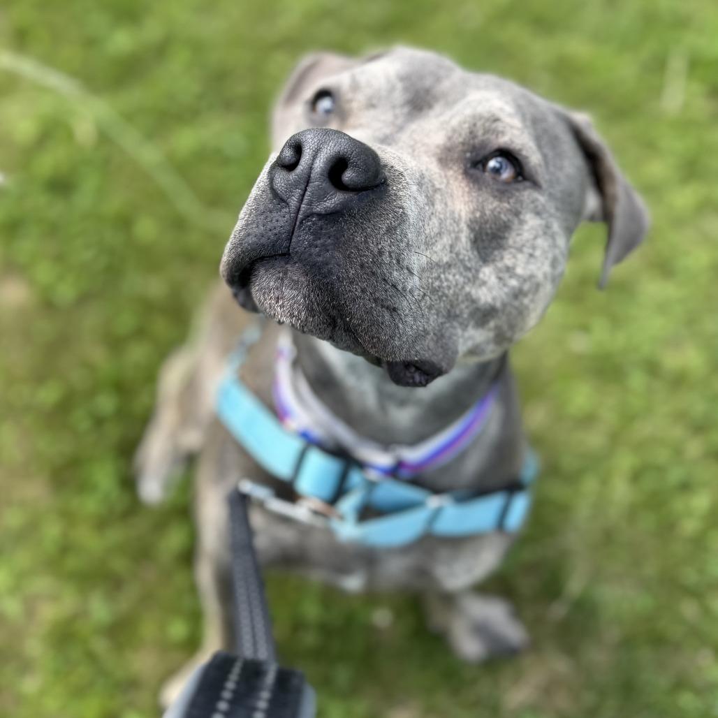 Carter *Foster to Adopt Me!, Adoptable, Young Male Mixed Breed.