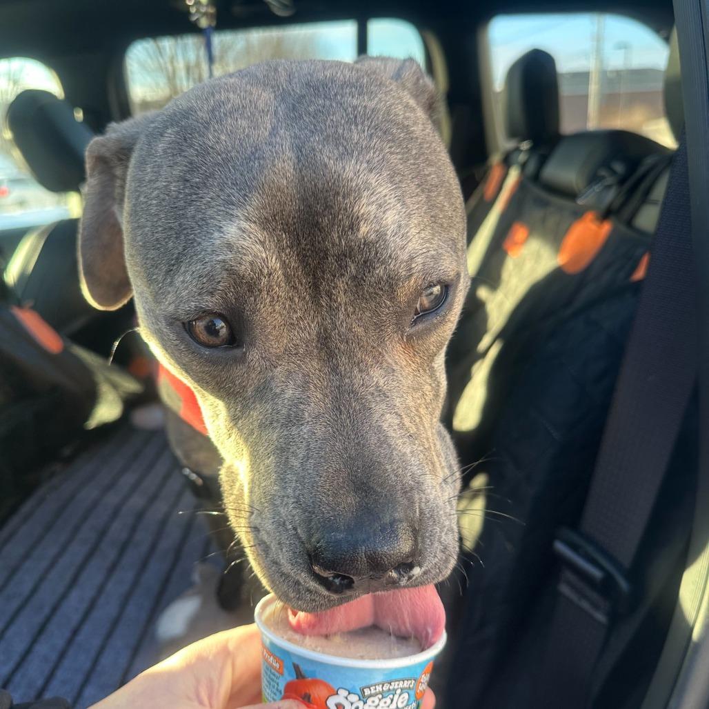 Carter *Foster to Adopt Me!, Adoptable, Young Male Mixed Breed.